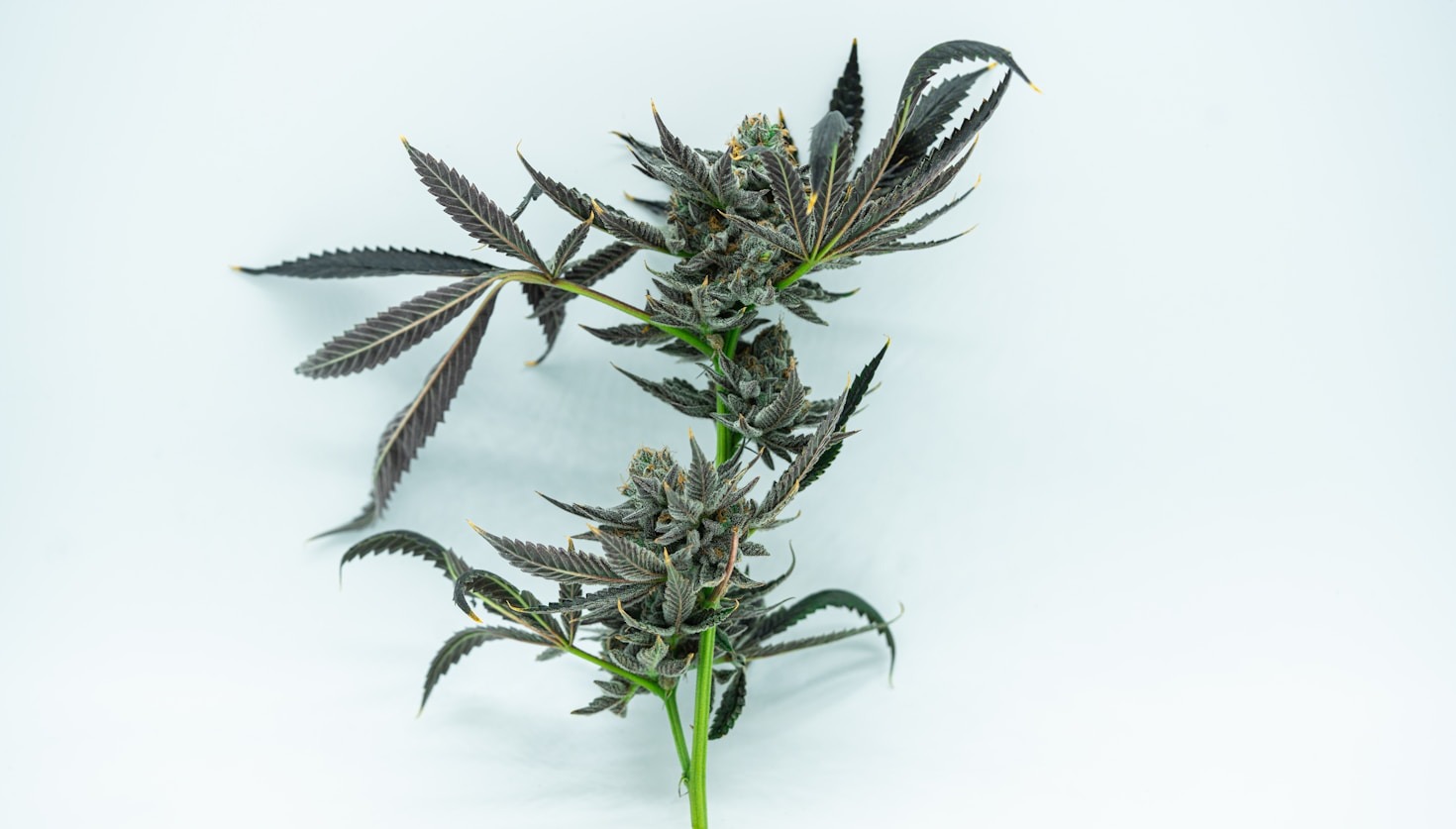 A Beginner’s Guide to Exploring Hemp