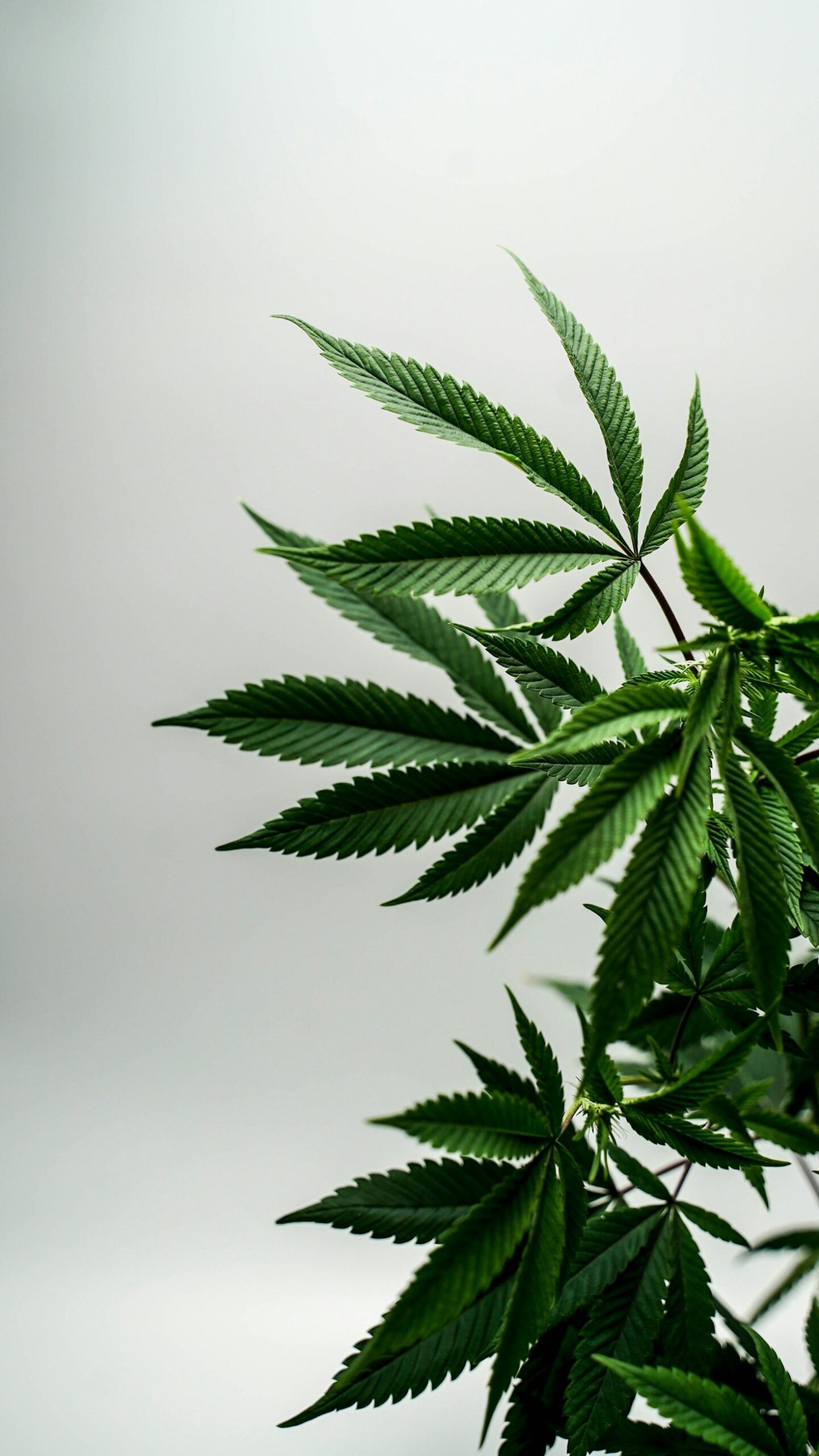 Hemp-Derived Products You Should Know About